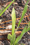 Narrowleaf silkgrass